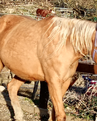 Quarter horse