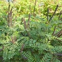 Piante di AMORPHA FRUTICOSA