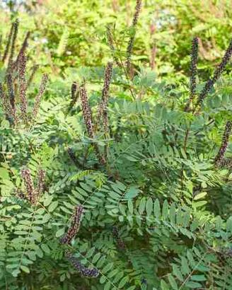 Piante di AMORPHA FRUTICOSA