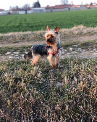 Yorkshire toy da monta, accoppiamento