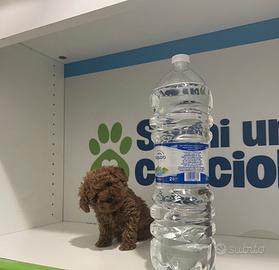 Barboncini mini mini toy red, rossi e albicocca