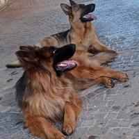Disponibili cuccioli di pastore tedesco