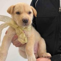 Cuccioli meticci labrador tipo con vaccino