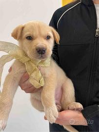 Cuccioli meticci labrador tipo con vaccino