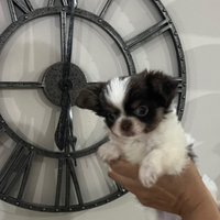 Chihuahua con pedigree