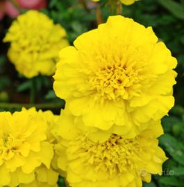 Semi di Tagete giallo e arancione