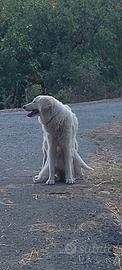 Cuccioli di pastori da gurdania