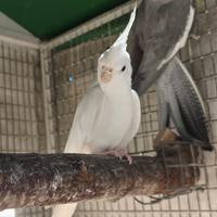 Coppia calopsite con gabbia