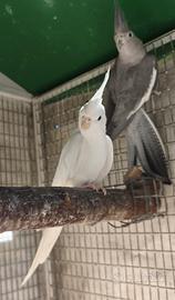 Coppia calopsite con gabbia