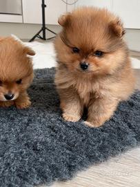Cuccioli di spitz pomerania maschi femmine
