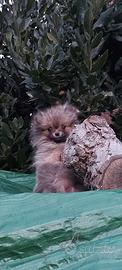 Volpino di pomerania nano cucciola