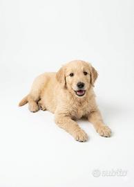 Goldendoodle f1
