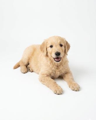 Goldendoodle f1