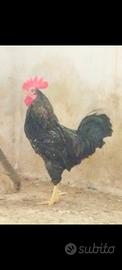 Gallo