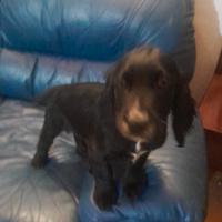 Cocker