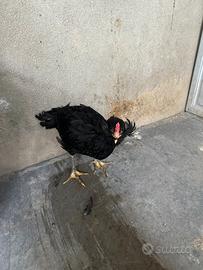 Giovane gallo olivegger