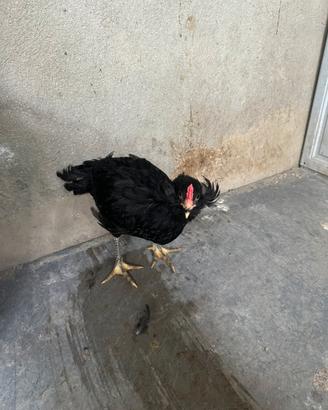 Giovane gallo olivegger