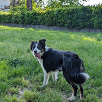 Femmina border collie