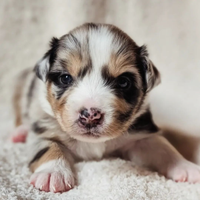 Cucciola Blue Merle Pastore Australiano