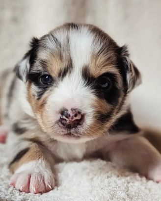 Cucciola Blue Merle Pastore Australiano