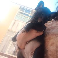 Cucciolo bulldog francese