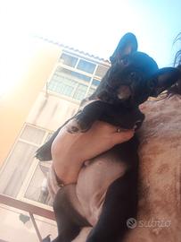 Cucciolo bulldog francese