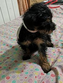 Yorkshire cuccioli 3274283291