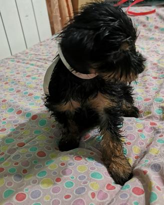 Yorkshire cuccioli 3274283291