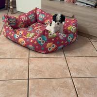 Barboncino toy