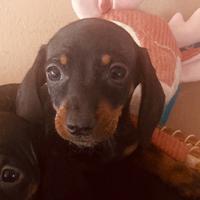 Bassotti italiani ( cuccioli di 2 mesi)