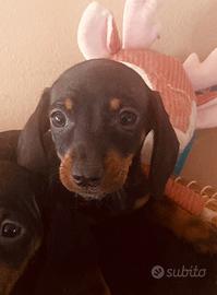 Bassotti italiani ( cuccioli di 2 mesi)