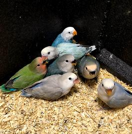 Inseparabili allevati a mano