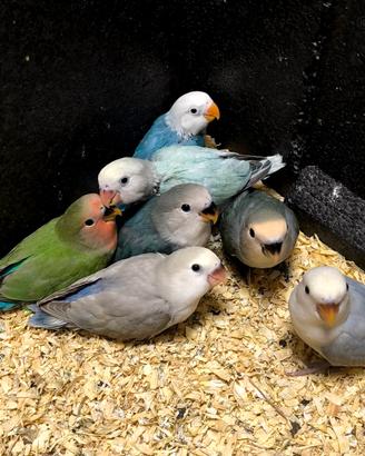 Inseparabili allevati a mano