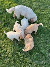 Cuccioli di Lagotto Romagnolo nati il 26/09