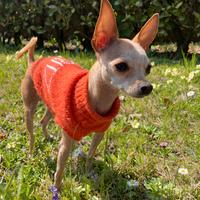 Pinscher Toy maschio per accoppiamento