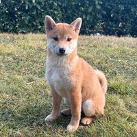 Cucciola di Shiba Inu