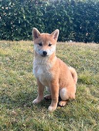 Cucciola di Shiba Inu