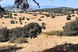 Immobile in asta di 257589 m² a Sarule