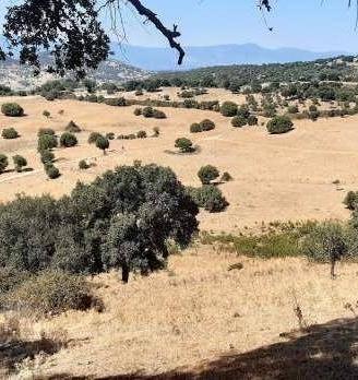 Immobile in asta di 257589 m² a Sarule