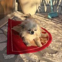 Cane per monta
