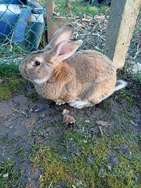 Coniglio da monta