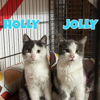 Holly e Jolly gattini di 4 mesi