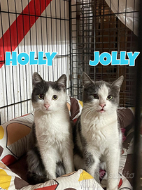 Holly e Jolly gattini di 4 mesi