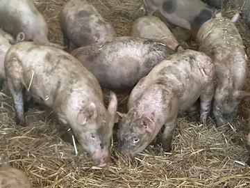 Maiali porchettoni