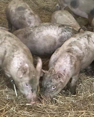Maiali porchettoni