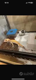 Geco leopardino