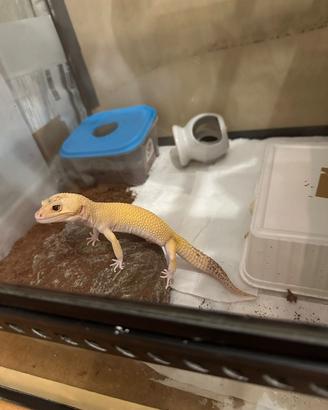 Geco leopardino