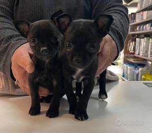 Dolci cuccioli di Chihuahua