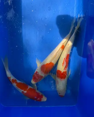 Carpe koi