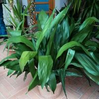 Pianta aspidistra